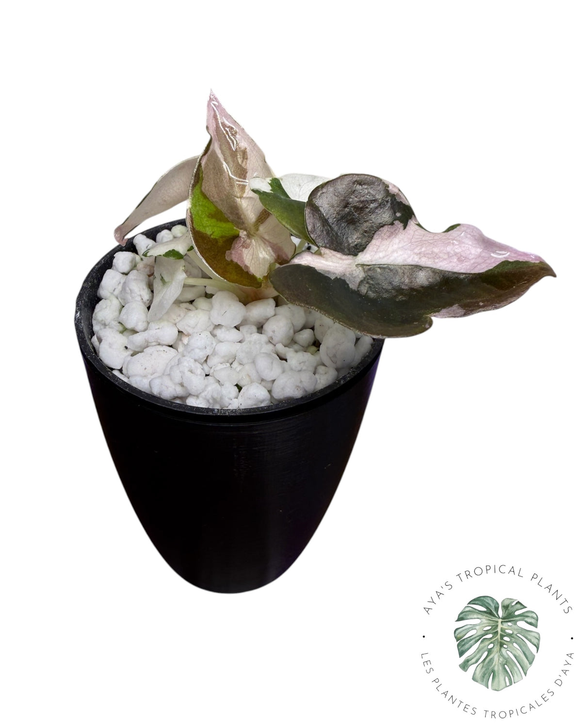 Alocasia Cuprea Pink Albo Variegated