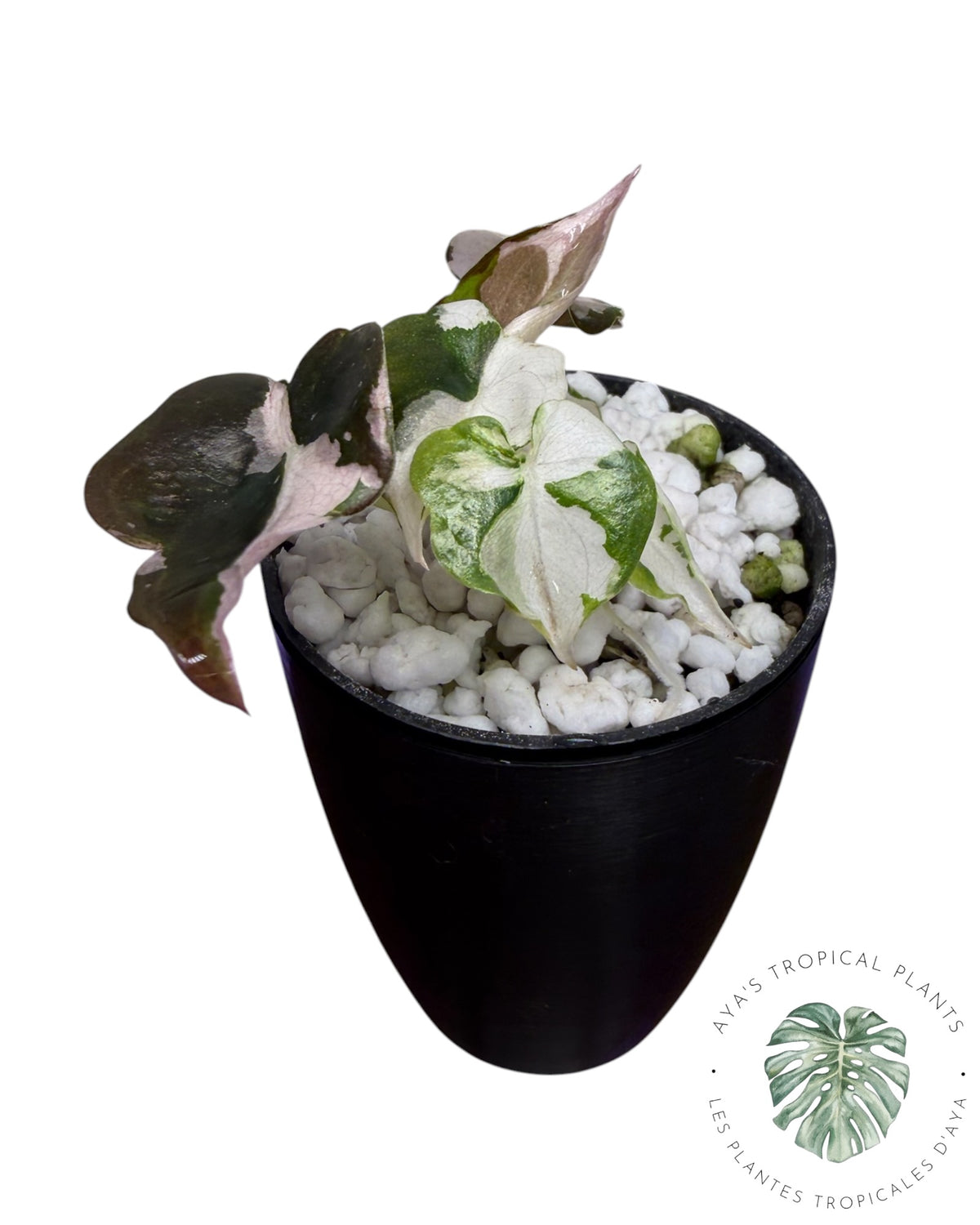 Alocasia Cuprea Pink Albo Variegated