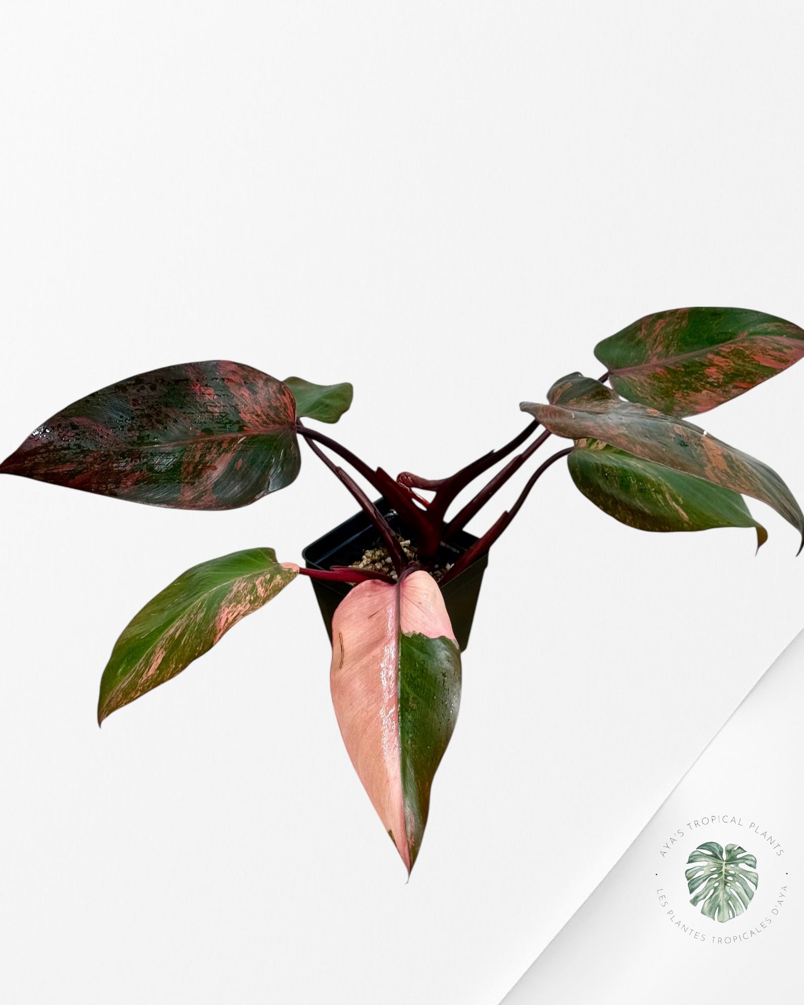 Philodendron Pink Princess Tricolor