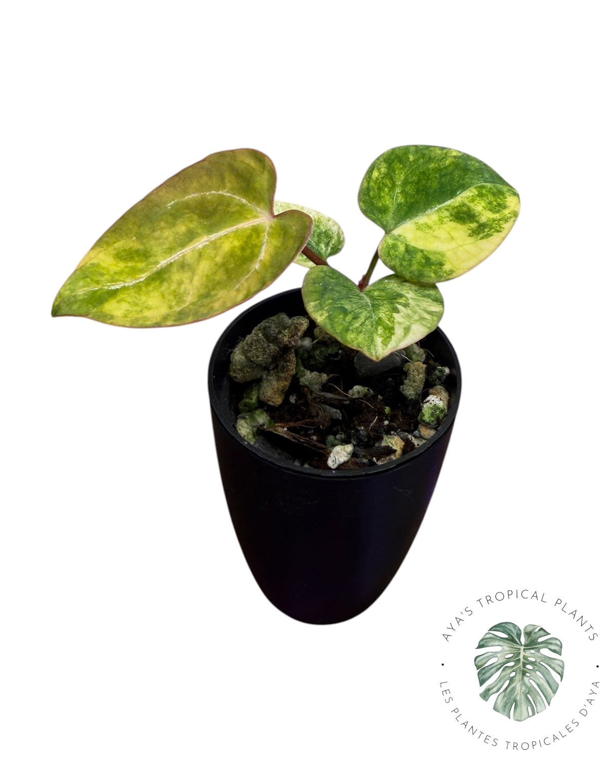 Anthurium Papillilaminum X Magnificum Variegated