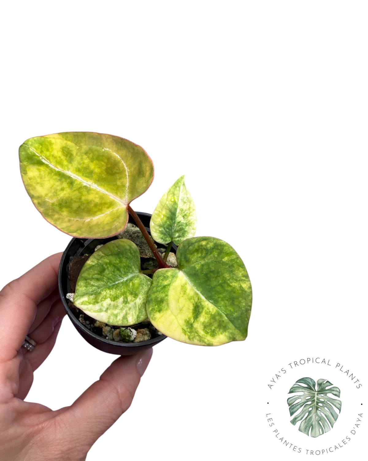 Anthurium Papillilaminum X Magnificum Panaché