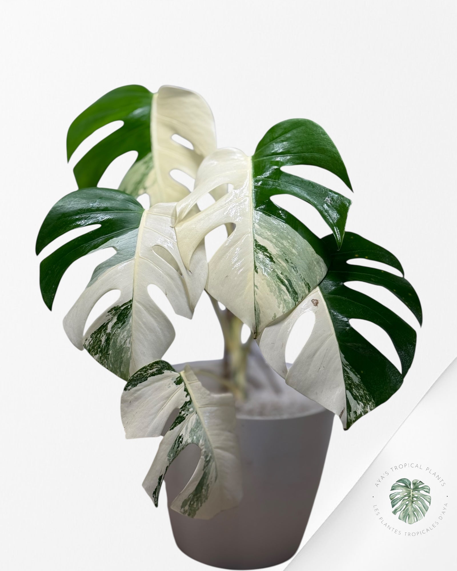 Monstera Albo