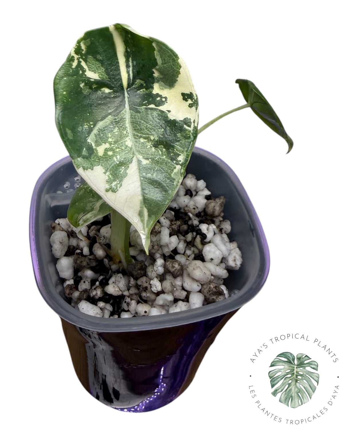 Alocasia Bisma Platinum Albo Variegated