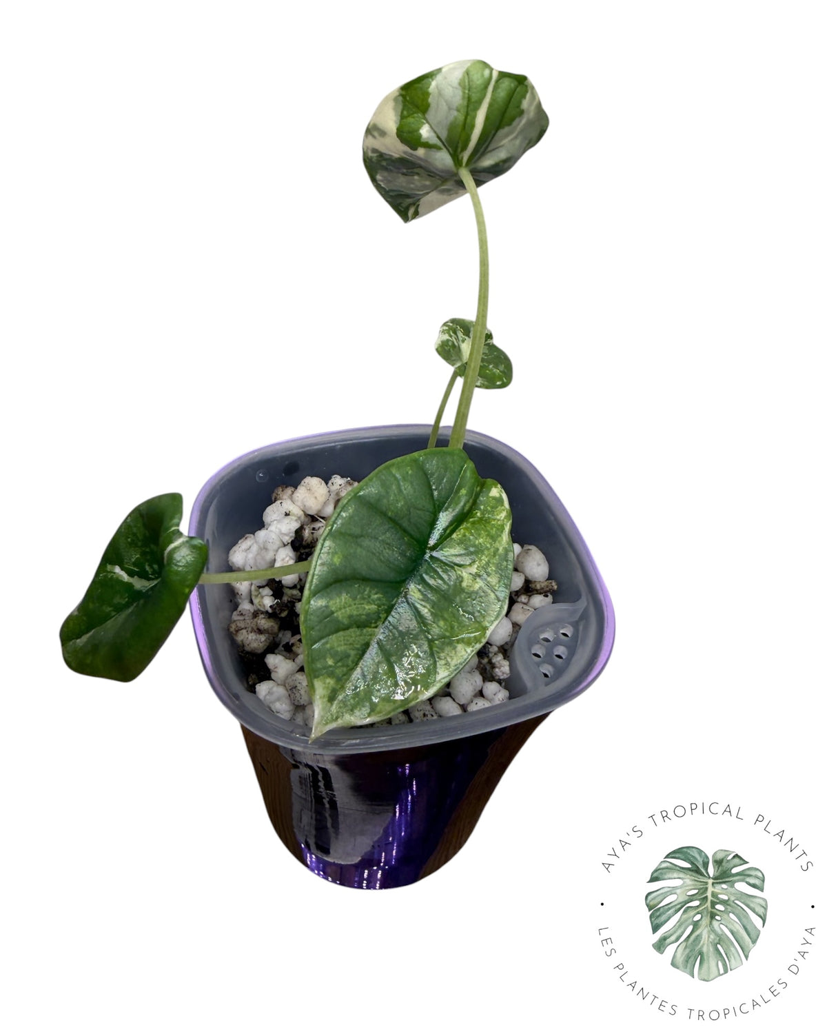 Alocasia Bisma Platinum Albo Variegated