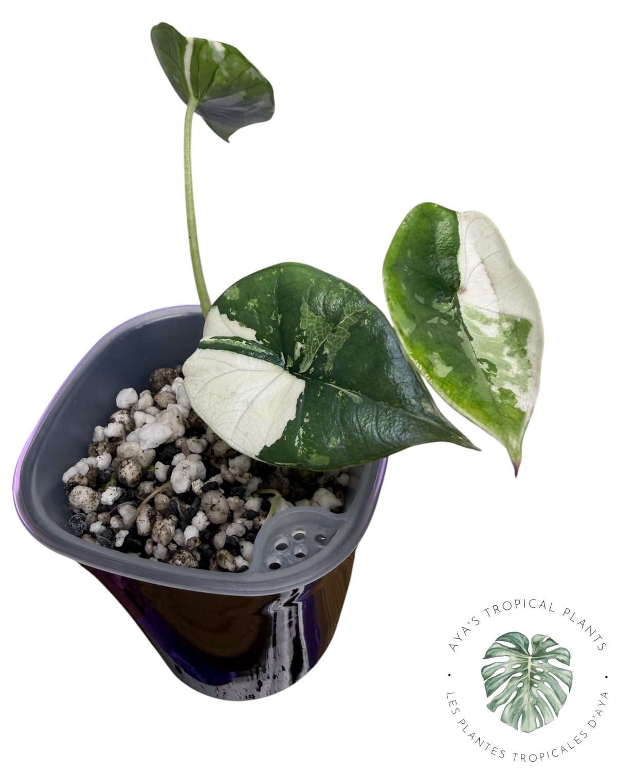 Alocasia Bisma Platinum Albo Variegated