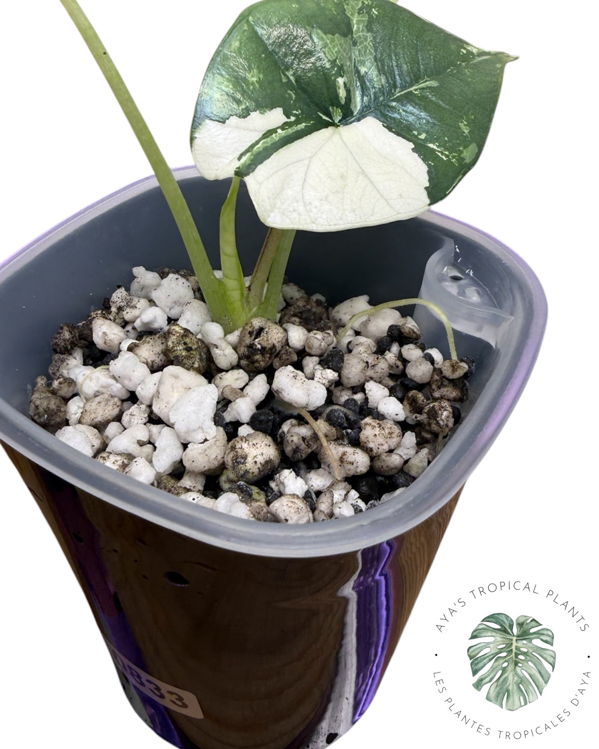 Alocasia Bisma Platinum Albo Variegated