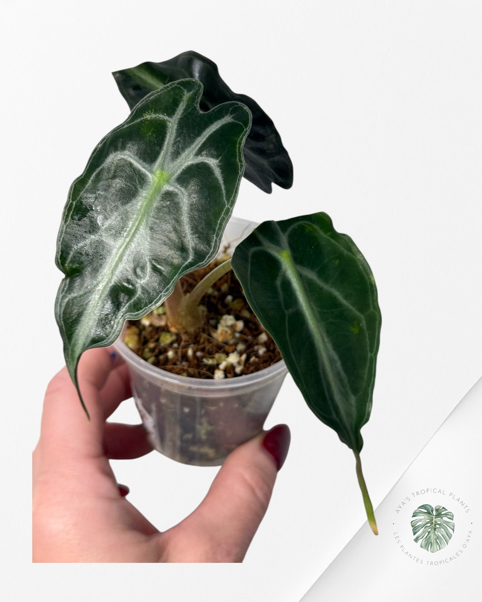 Alocasia Venom| Rare TC Plant| Aya's Tropical Plants