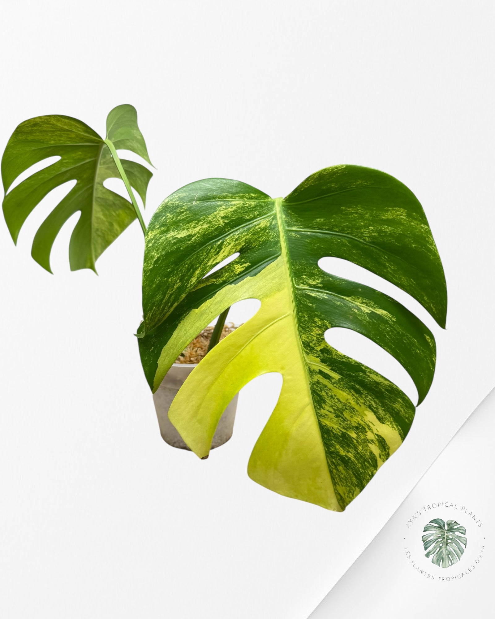 Monstera Aurea - A
