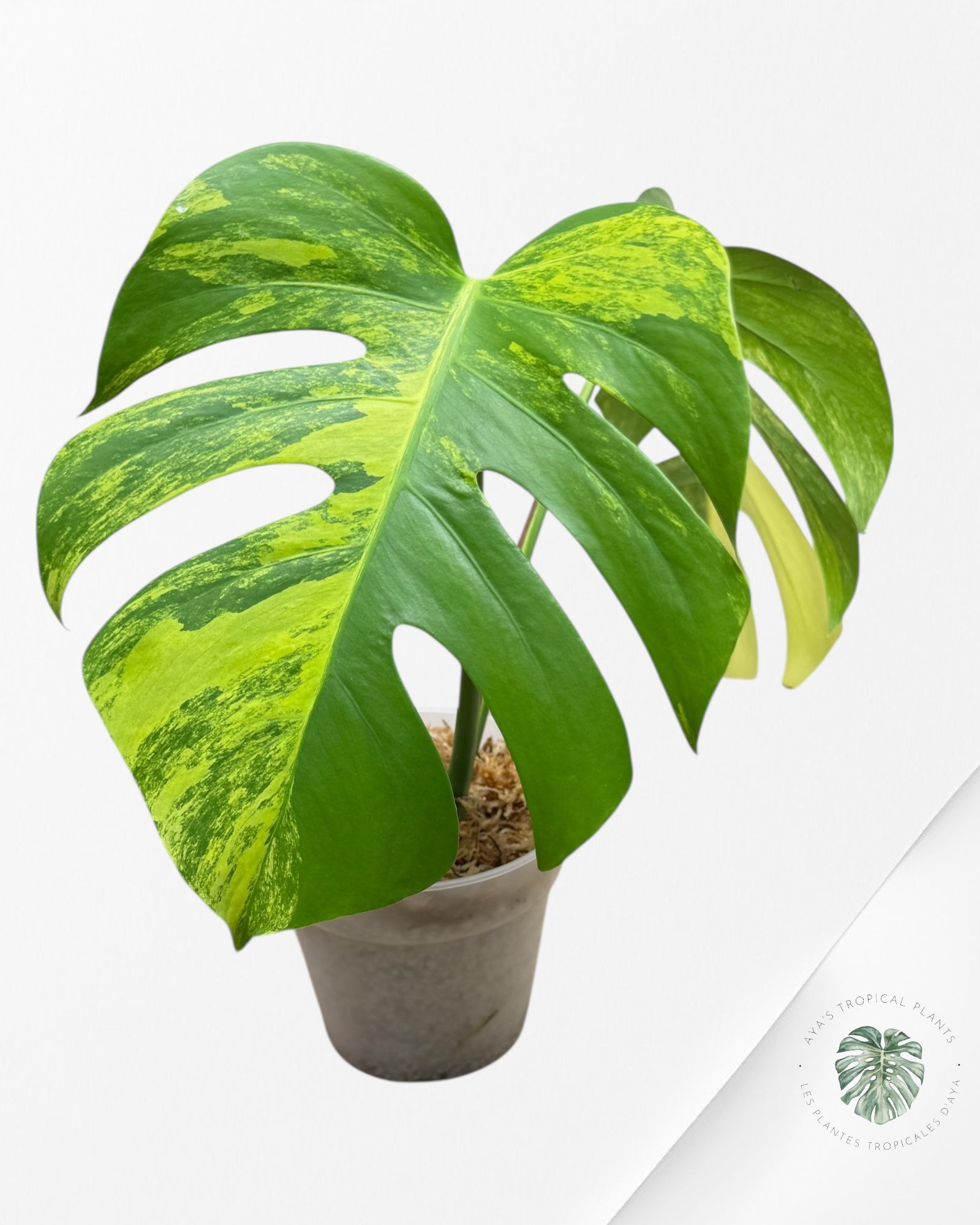 Monstera Aurea - A
