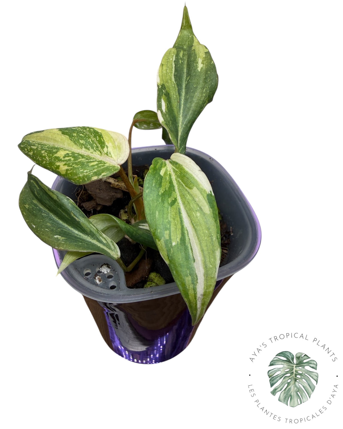 Philodendron Gloriosum Legacy Variegated