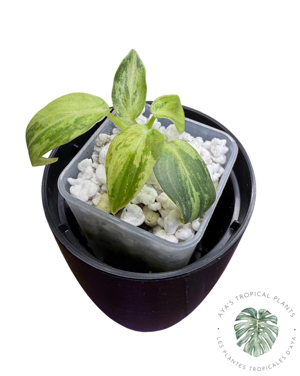 Philodendron Melanochrysum Orange