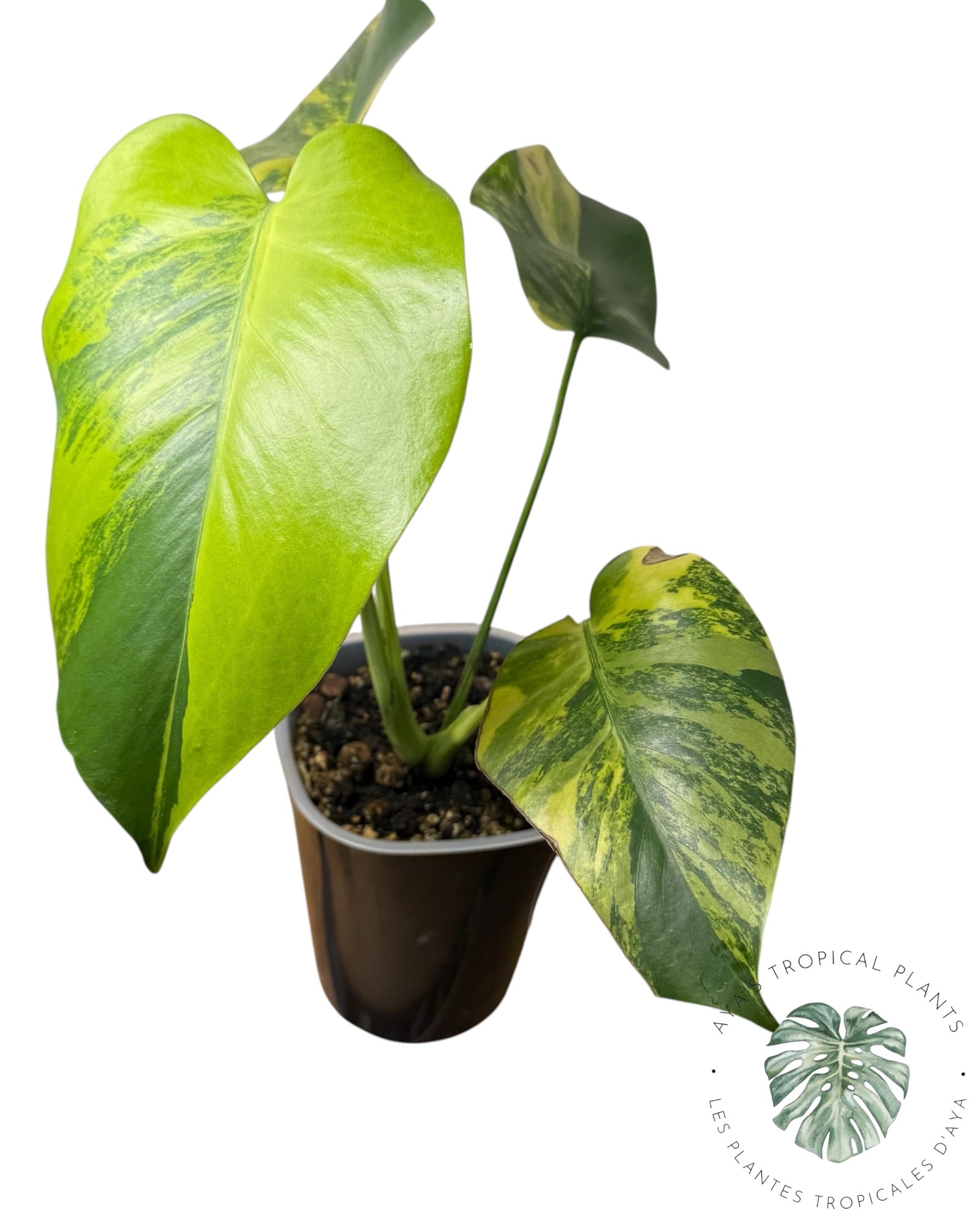 Monstera Deliciosa Pom Pom