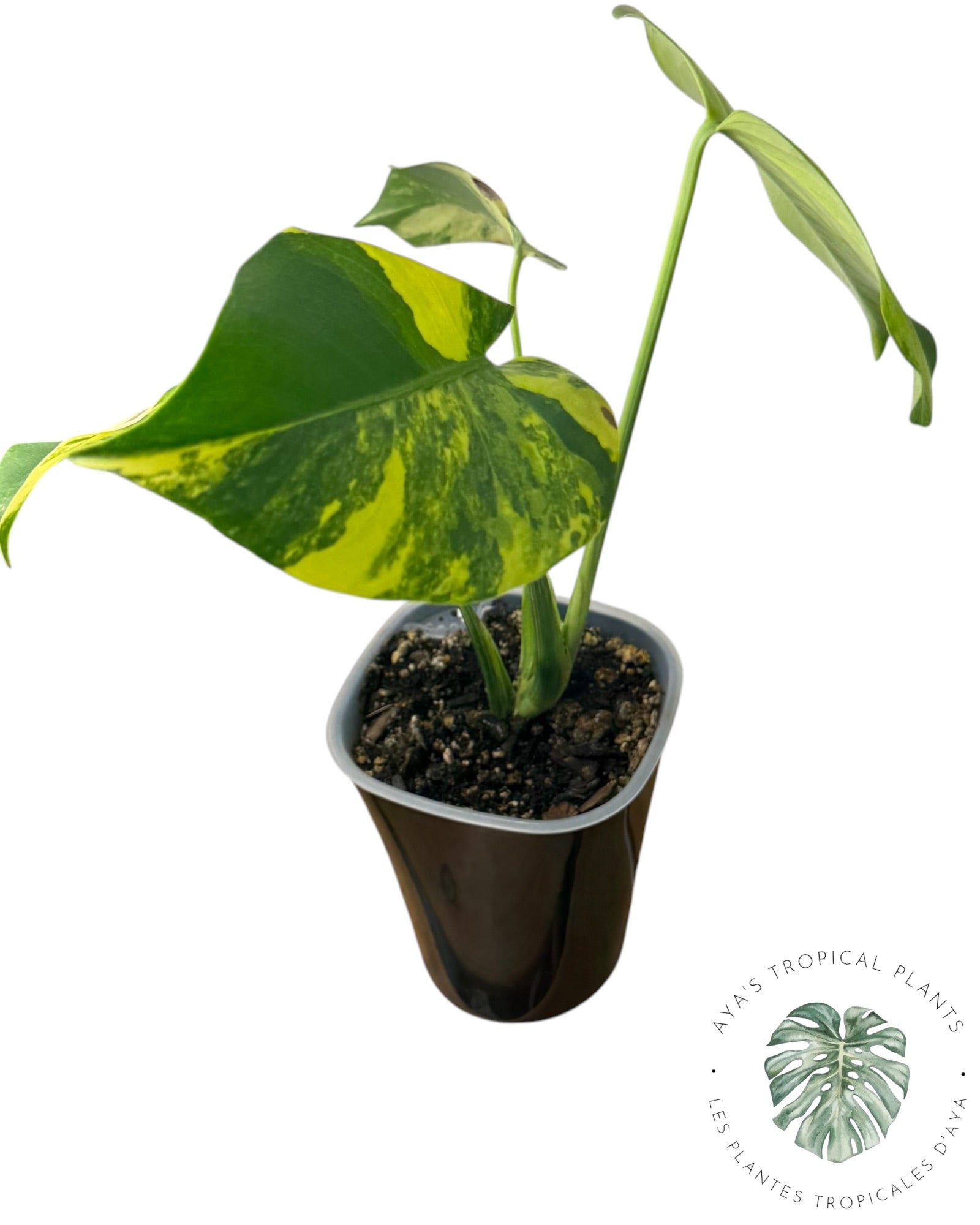 Monstera Deliciosa Pom Pom