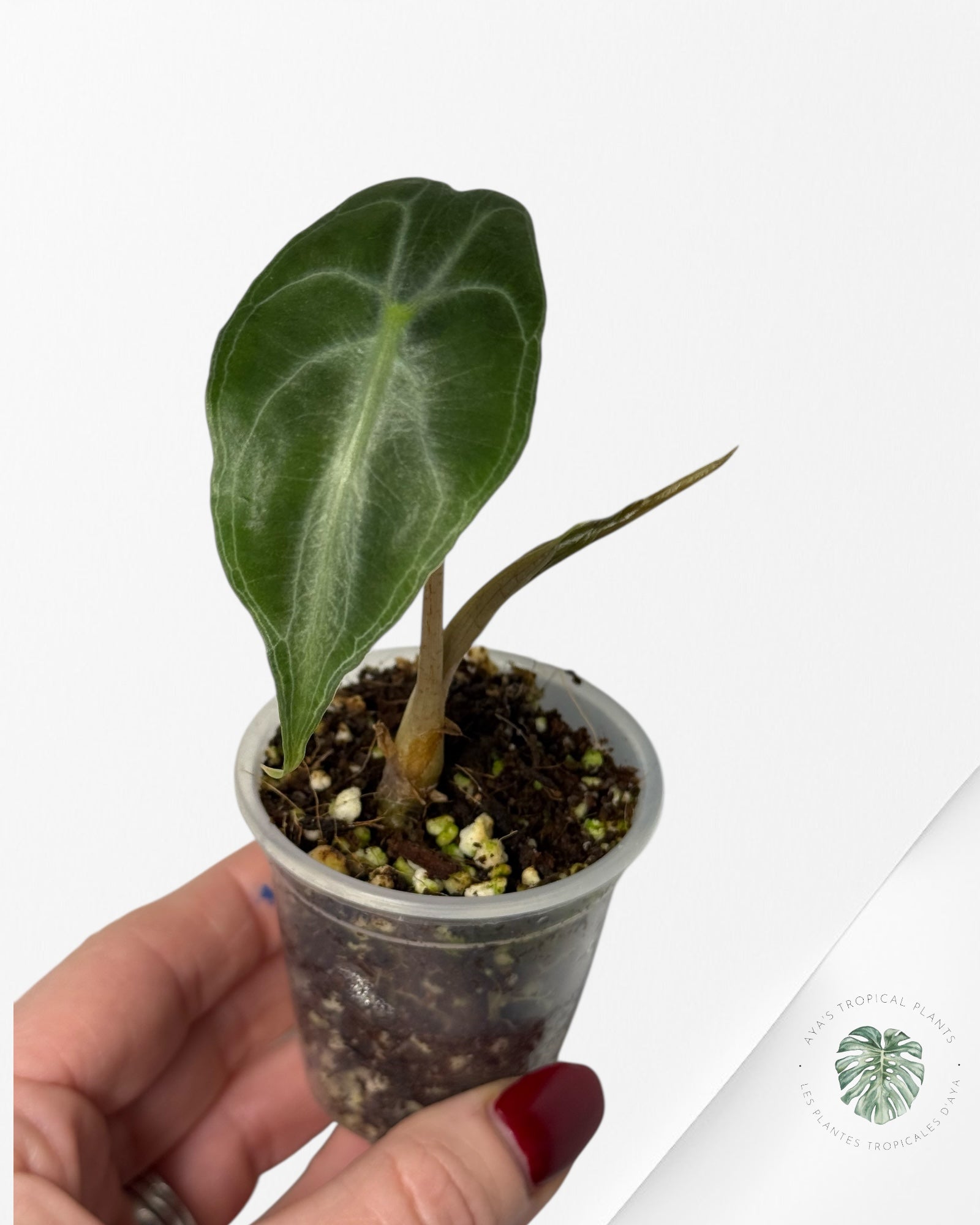 Alocasia Venom| Rare TC Plant| Aya's Tropical Plants