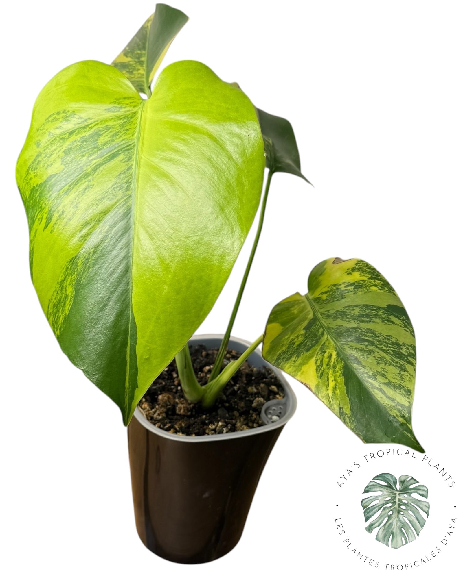 Monstera Deliciosa Pom Pom
