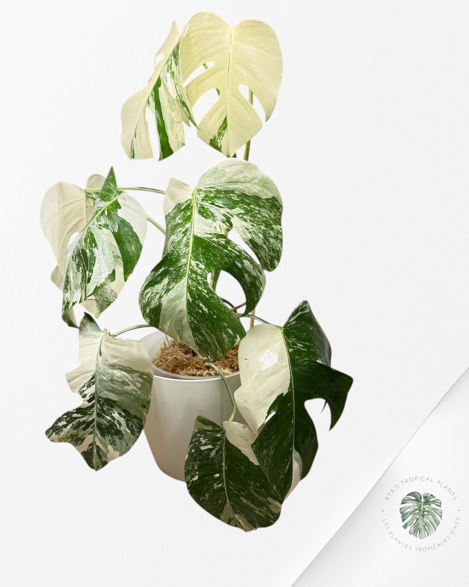 Monstera Albo-E