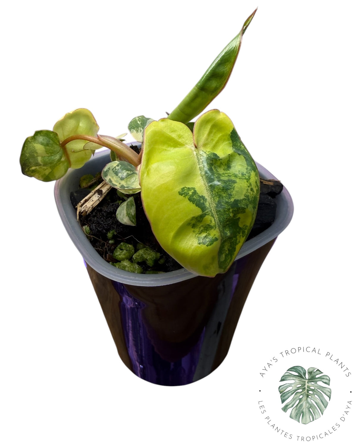 Philodendron Billietiae Variegated