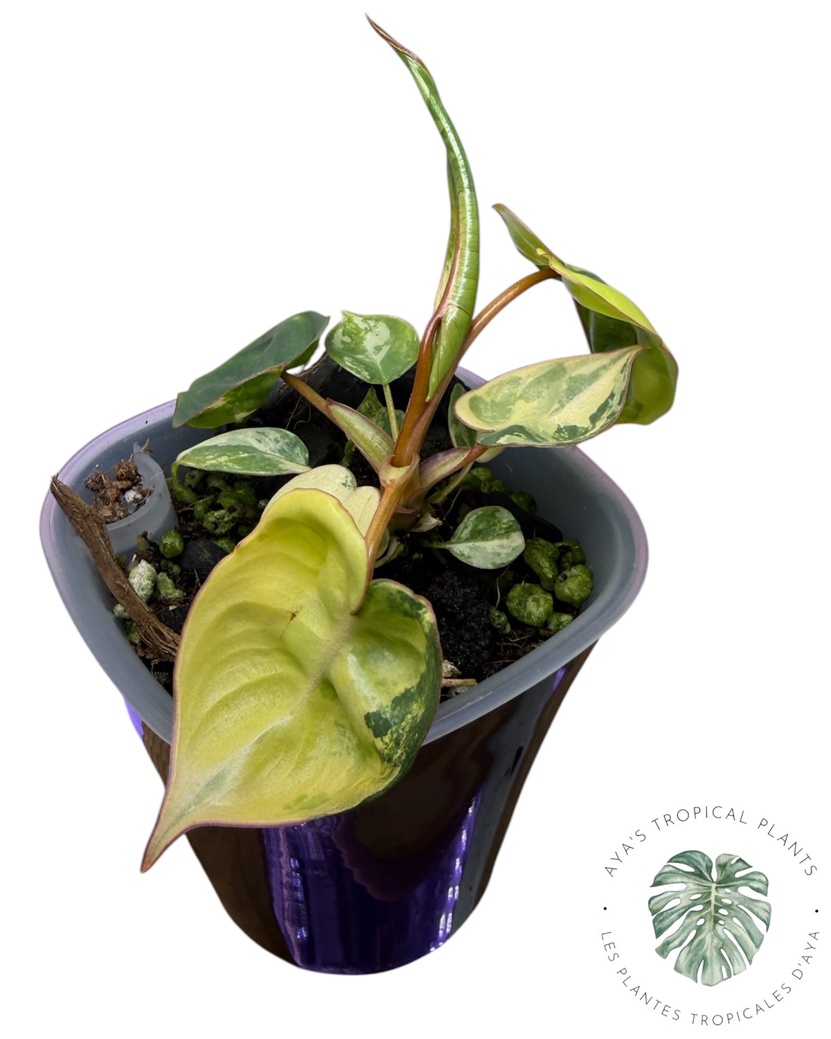Philodendron Billietiae Variegated