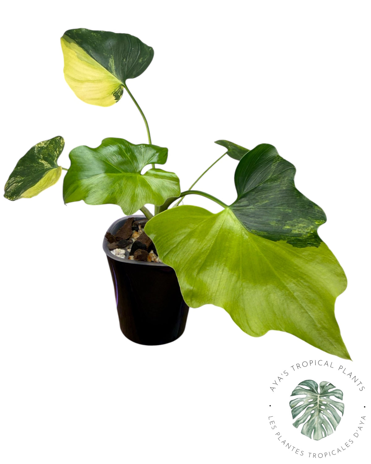 Philodendron Bipinnatifidum Variegated