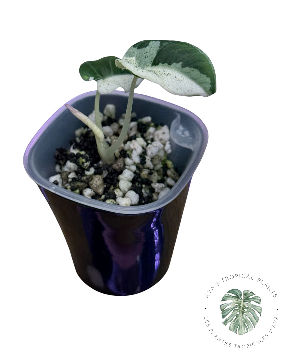 Alocasia Black Velvet Pink Snowflake Variegated