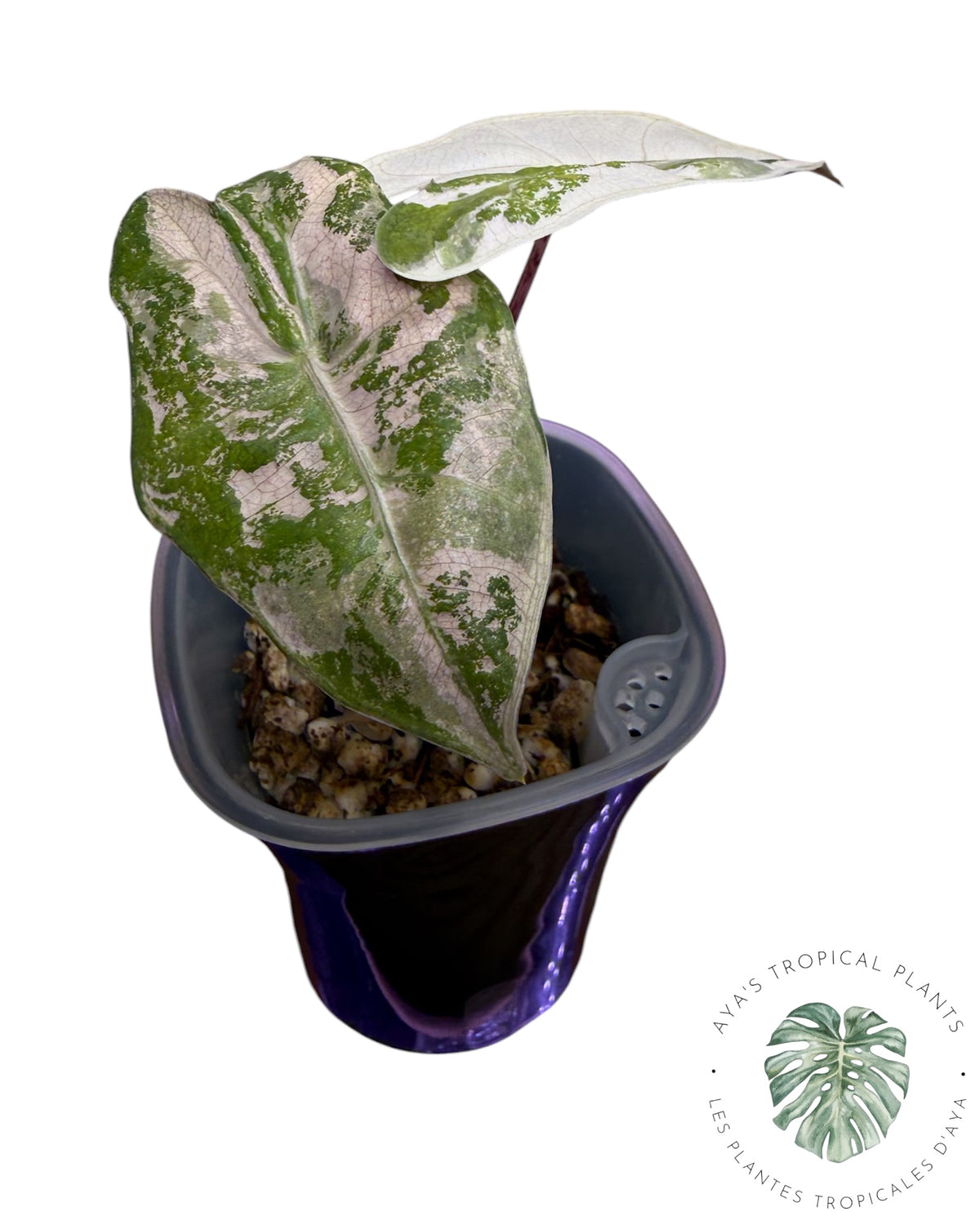 Alocasia Pseudo Sanderiana Pink