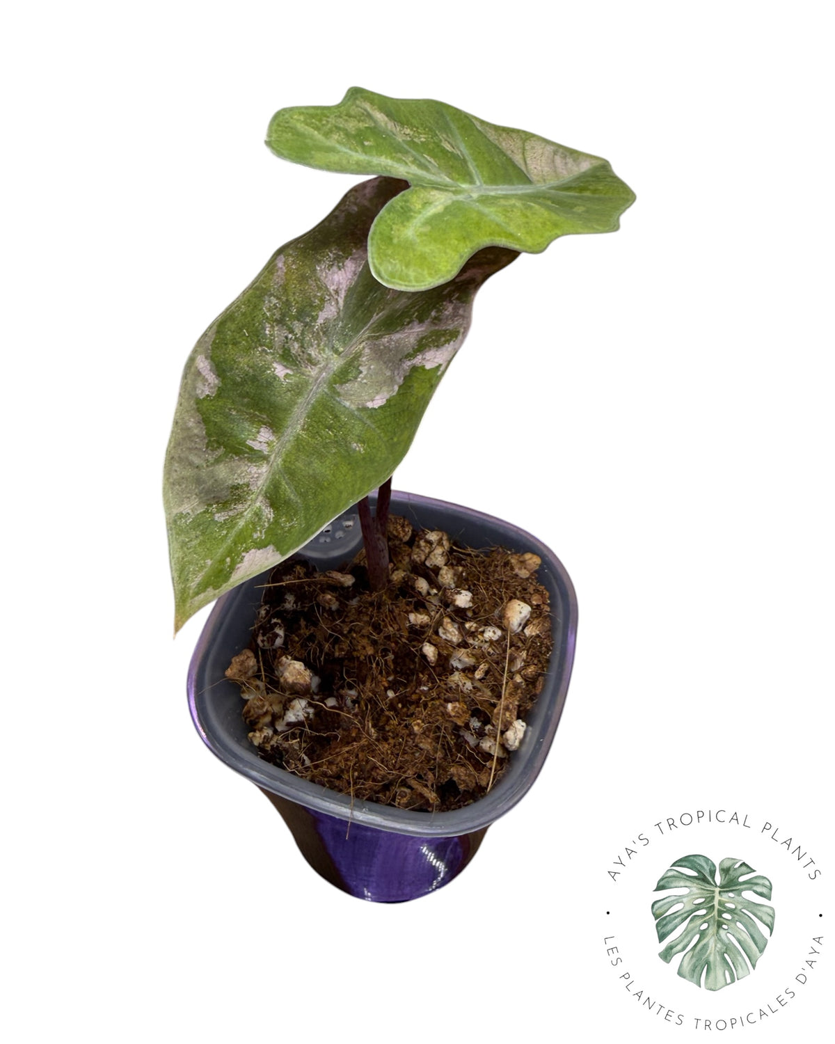 Alocasia Pseudo Sanderiana Pink