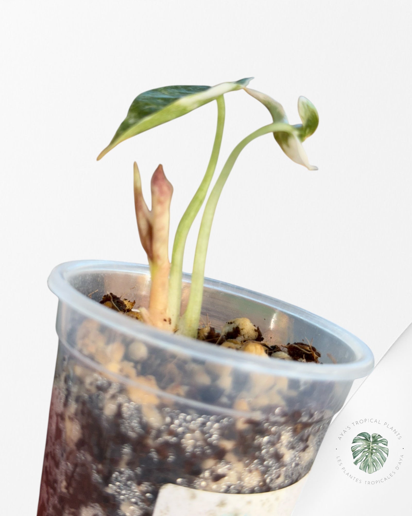 Alocasia Cuprea Pink Variegated | Rare TC Plant| Aya's Tropical Plants