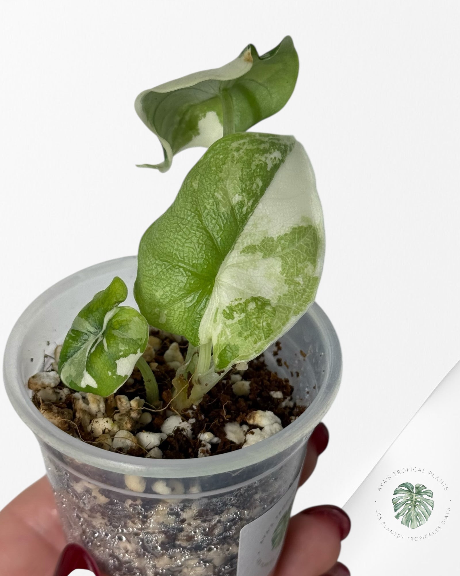 Alocasia Melo Variegated Albo| Rare TC Plant| Aya's Tropical Plants