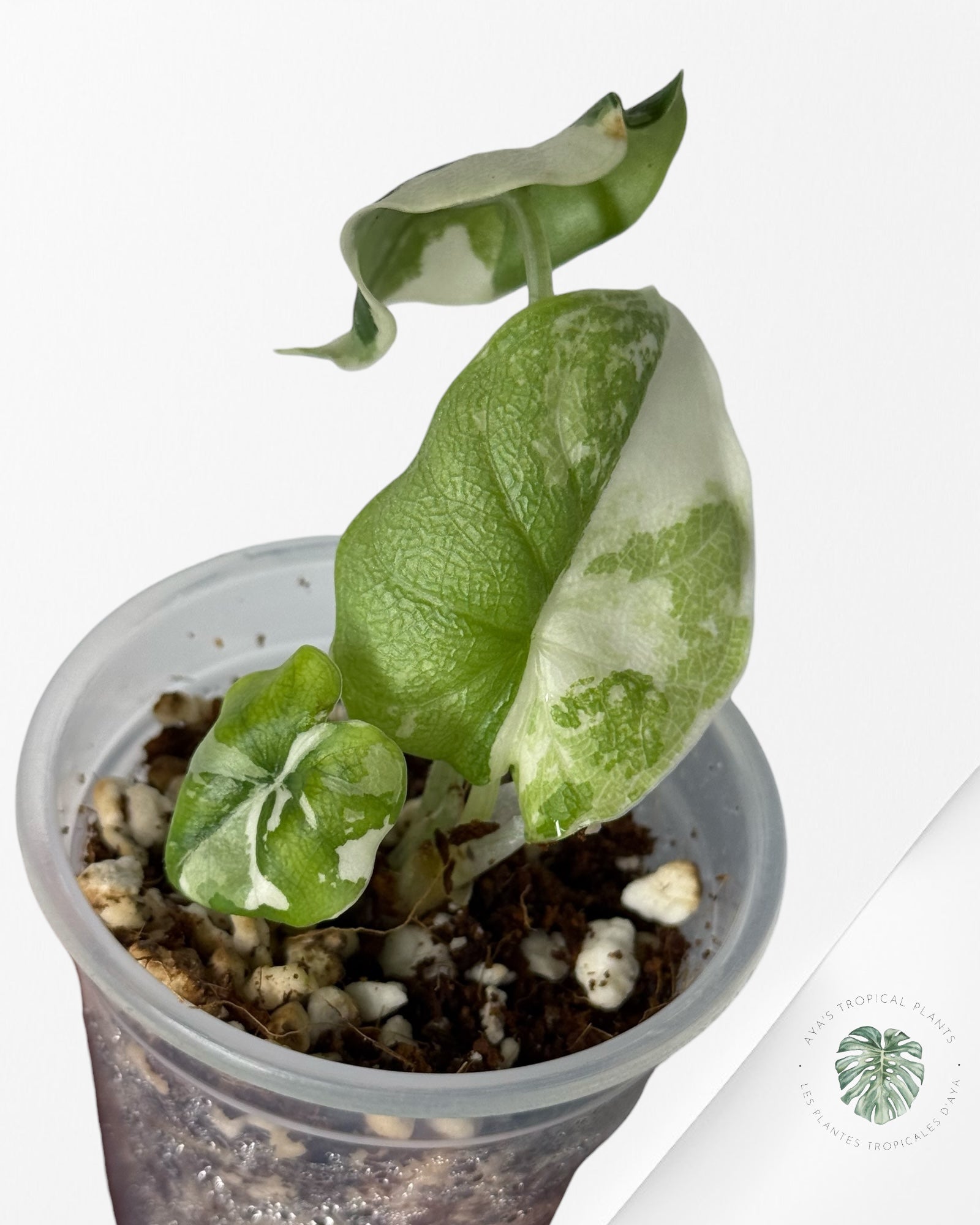 Alocasia Melo Variegated Albo| Rare TC Plant| Aya's Tropical Plants