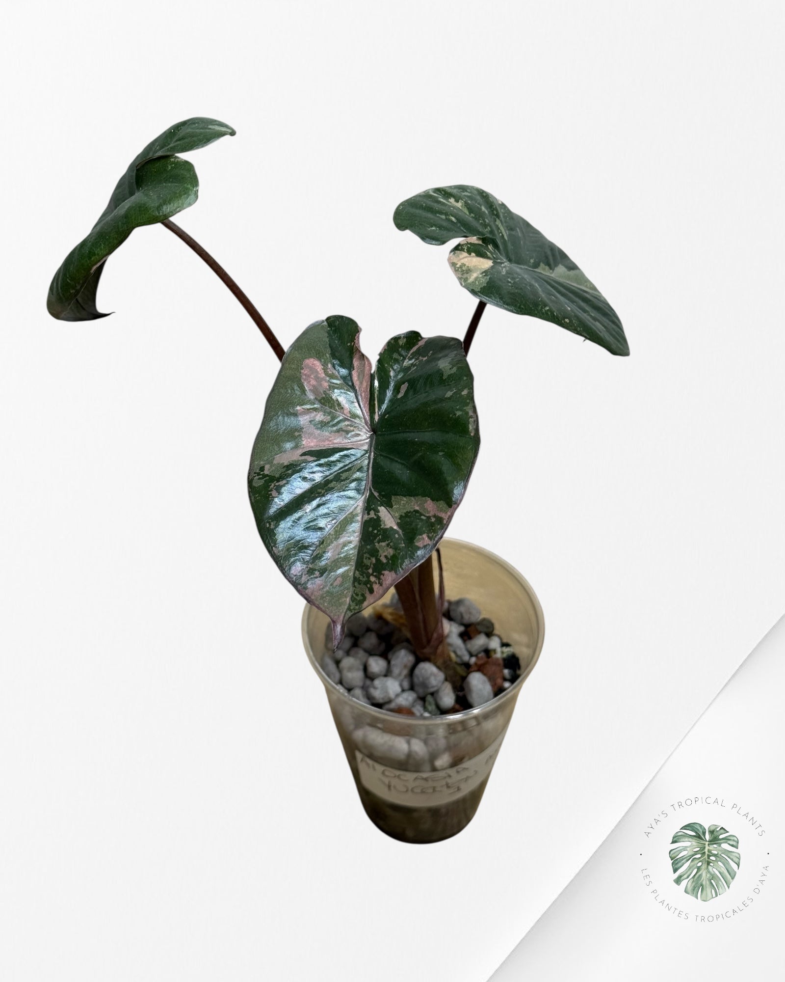 Alocasia Yucatan Princess Panaché-1