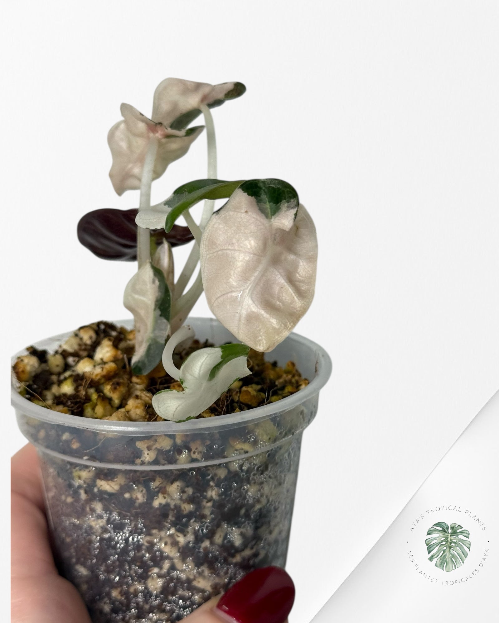 Alocasia Heart Balloon Pink variegated| Rare TC Plant| Aya's Tropical Plants