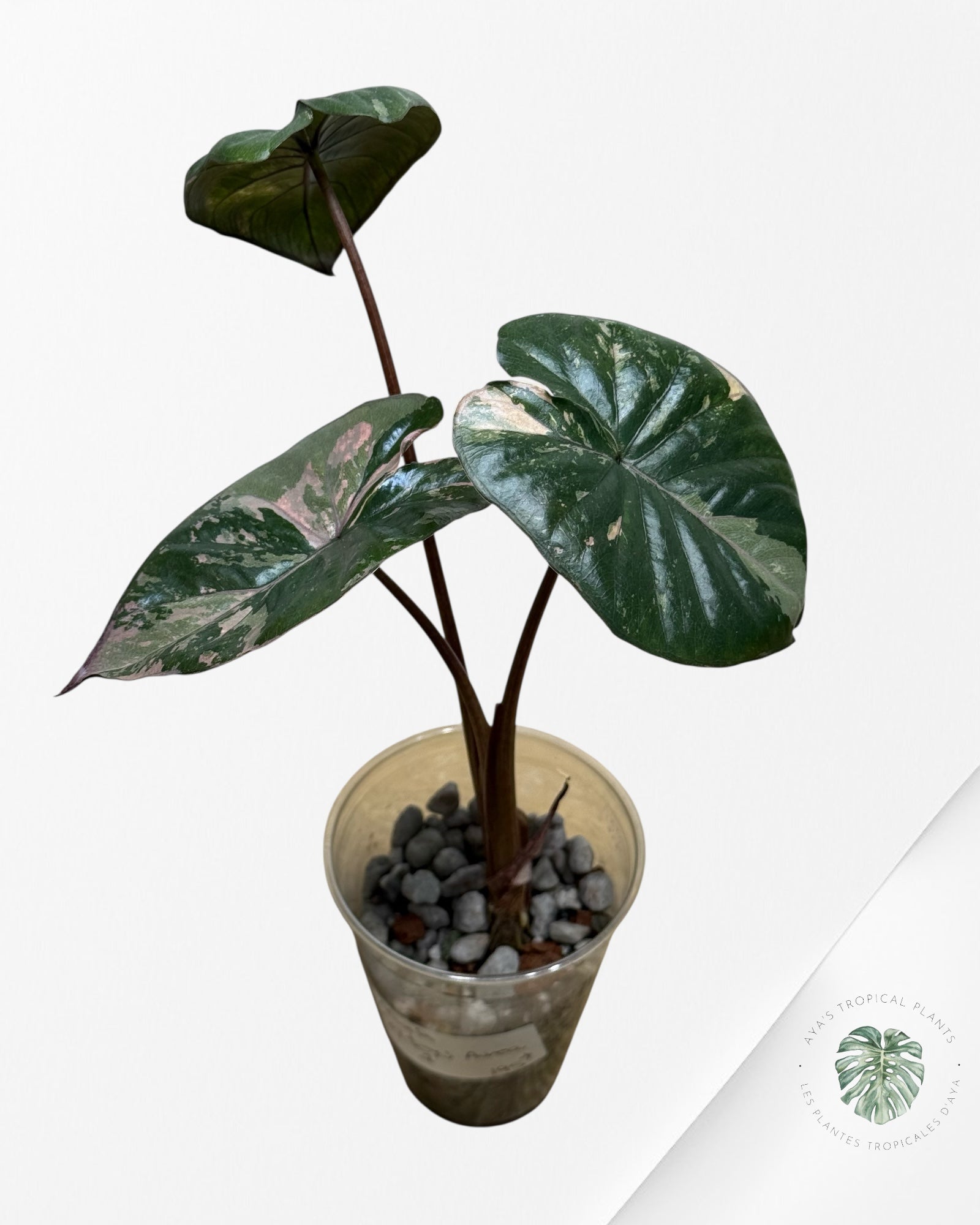 Alocasia Yucatan Princess Panaché-1