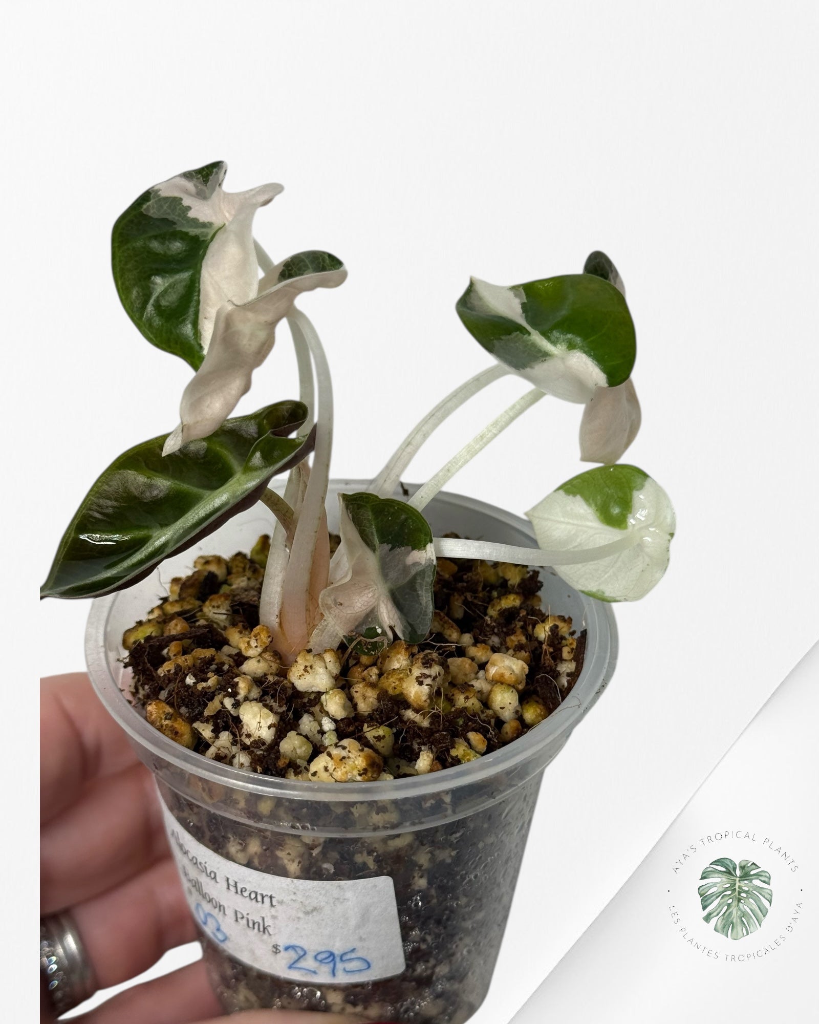 Alocasia Heart Balloon Pink variegated| Rare TC Plant| Aya's Tropical Plants