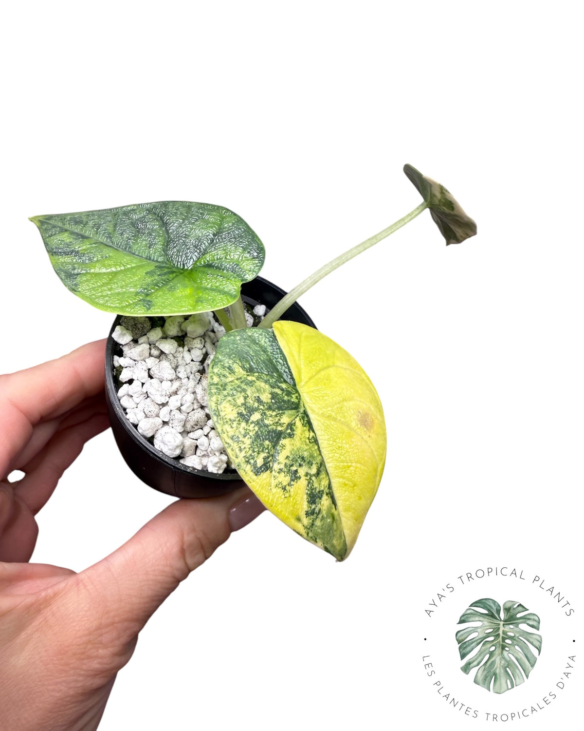 Alocasia Melo Aurea forme longue
