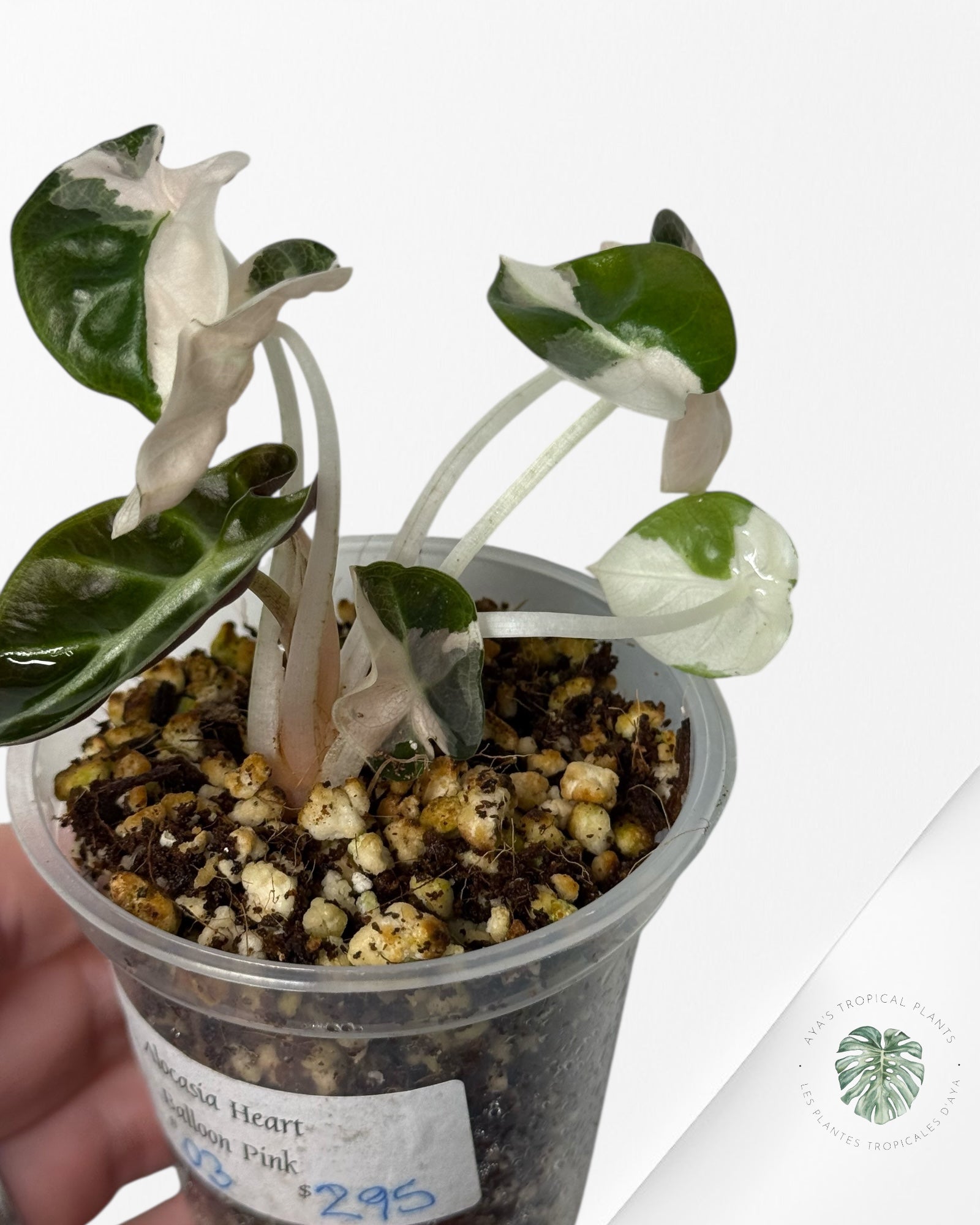 Alocasia Heart Balloon Pink variegated| Rare TC Plant| Aya's Tropical Plants