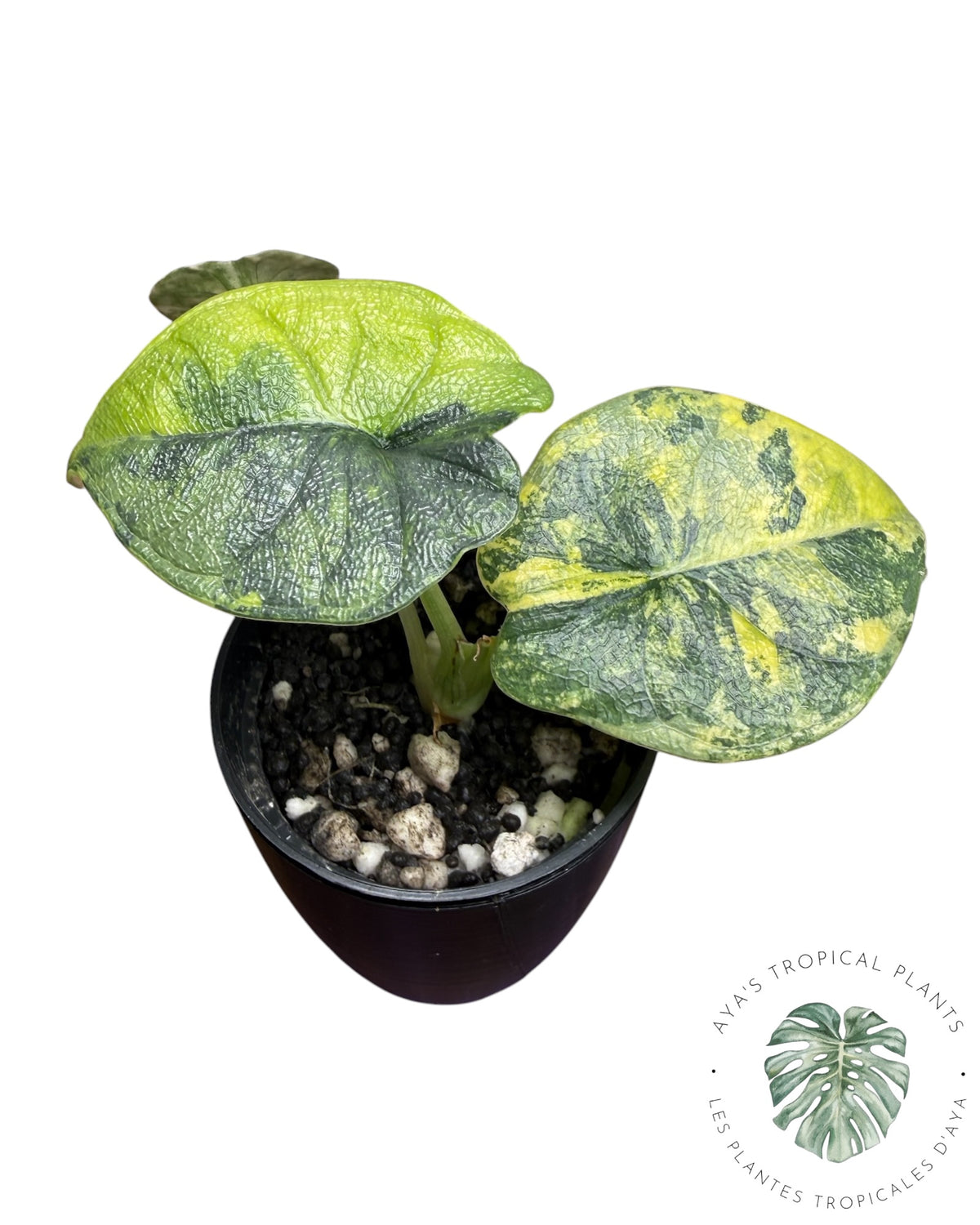 Alocasia Melo Aurea long form