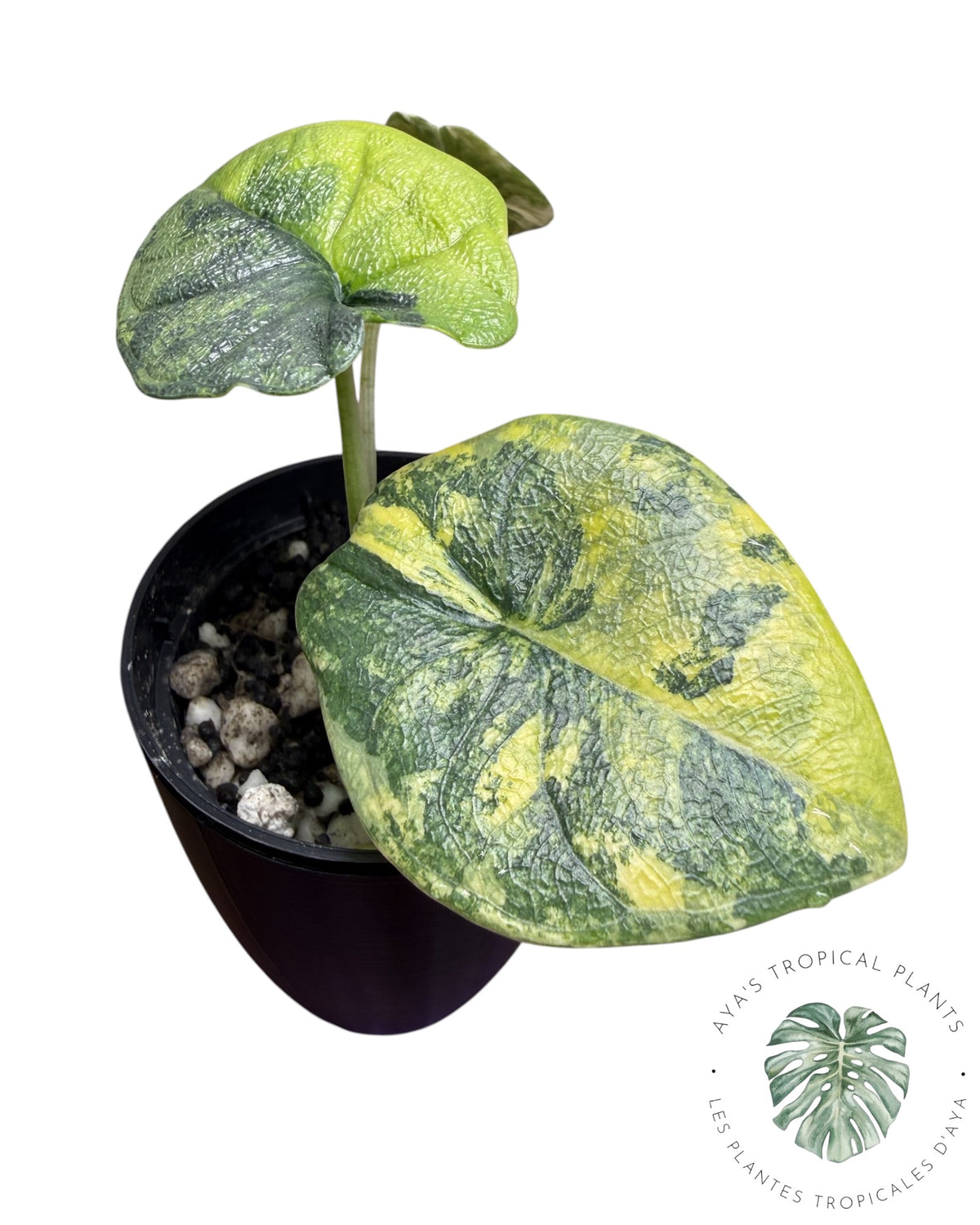 Alocasia Melo Aurea long form