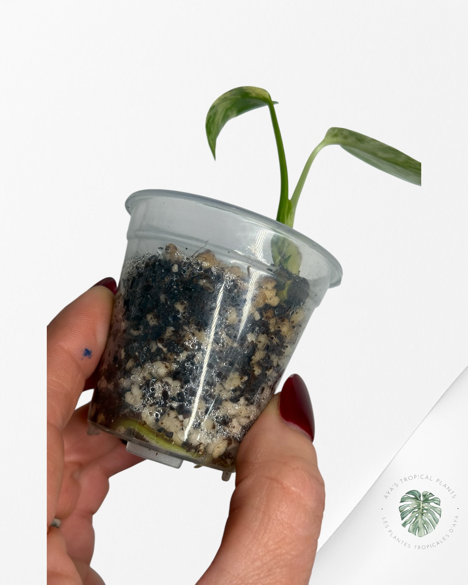 Monstera Deliciosa Bulbasaur | Rare TC Plant| Aya's Tropical Plants