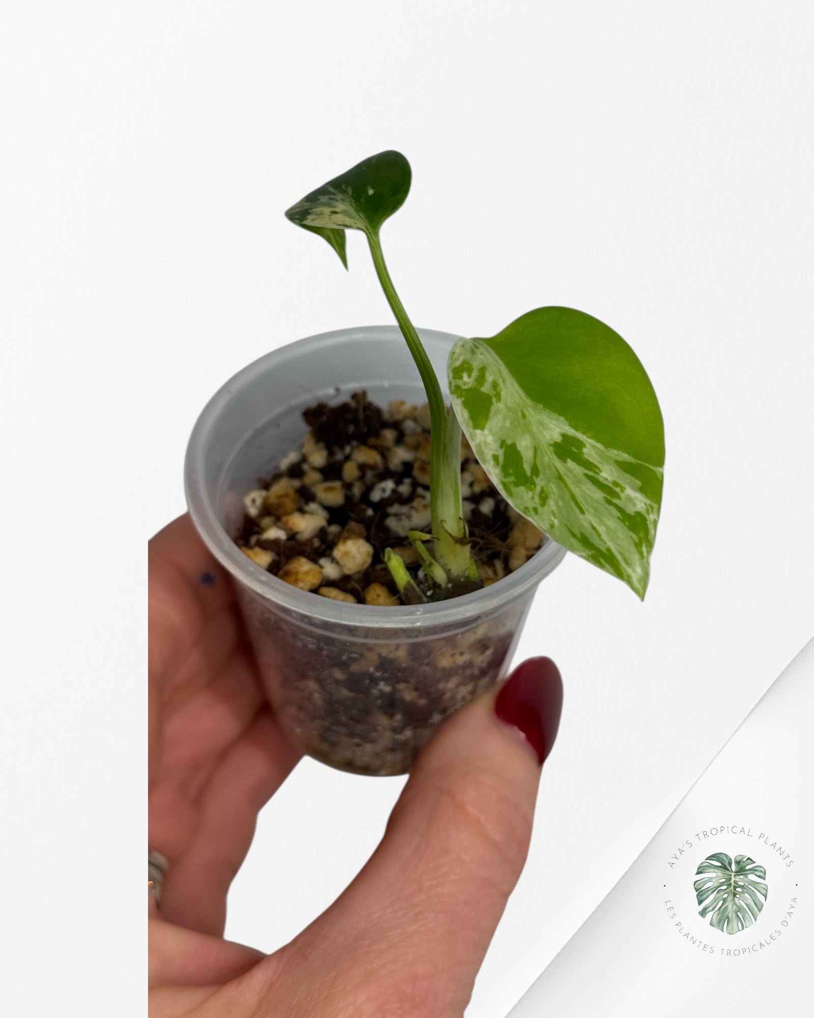 Monstera Deliciosa Bulbasaur | Rare TC Plant| Aya's Tropical Plants