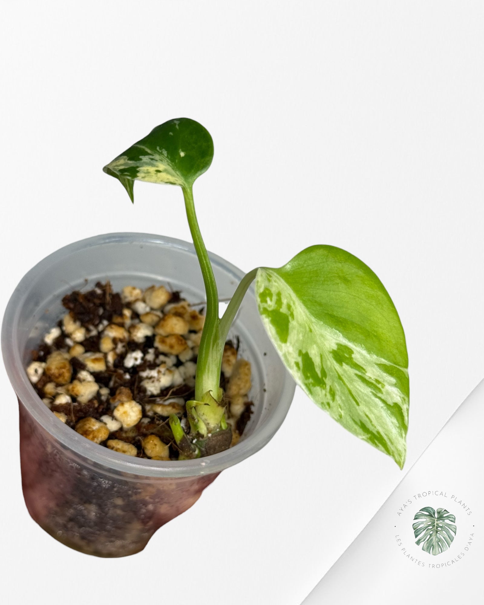 Monstera Deliciosa Bulbasaur | Rare TC Plant| Aya's Tropical Plants