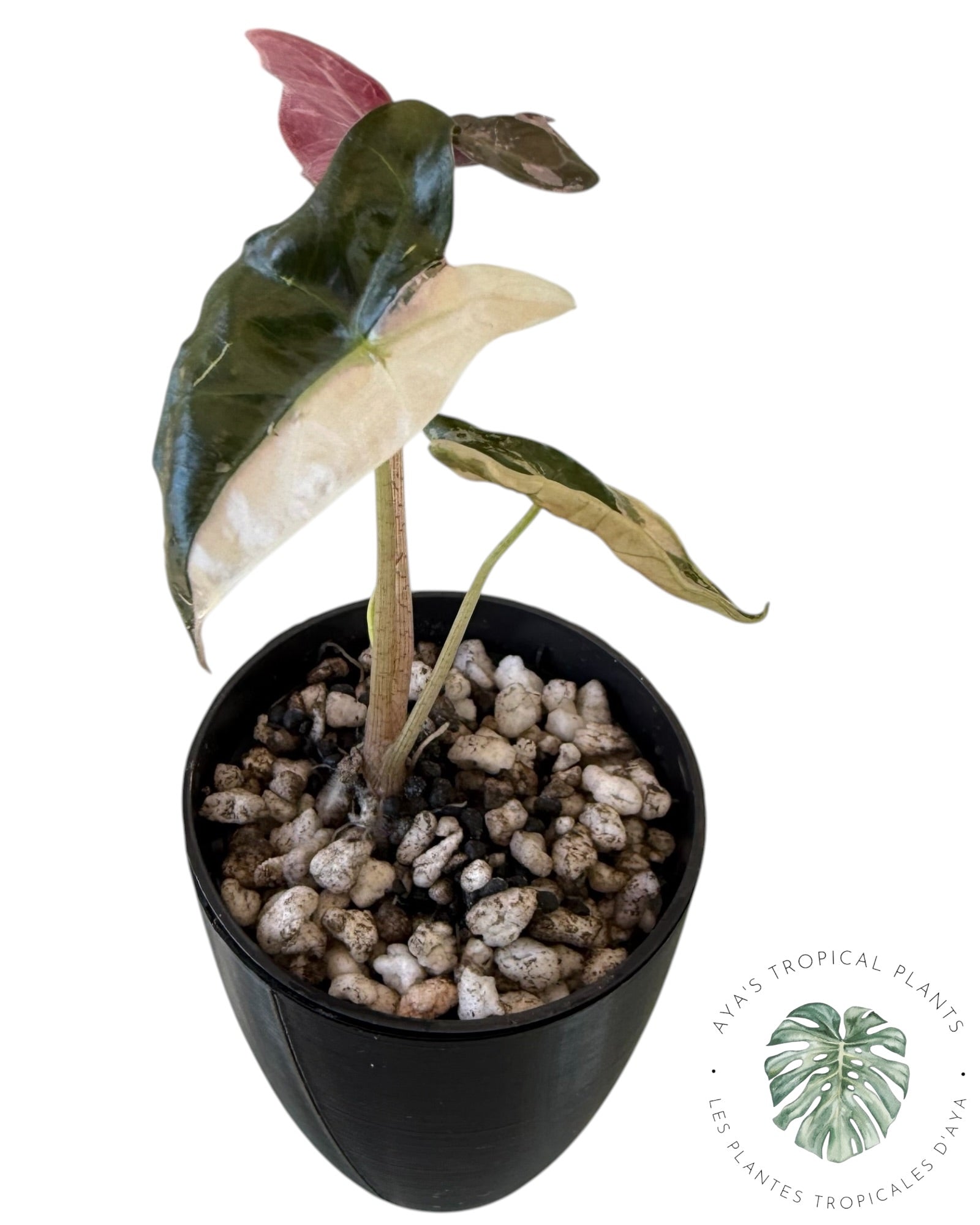 Alocasia Nobilis Pink Variegated