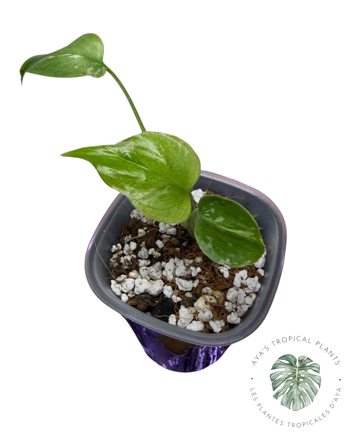 Monstera Deliciosa Bulbasaur