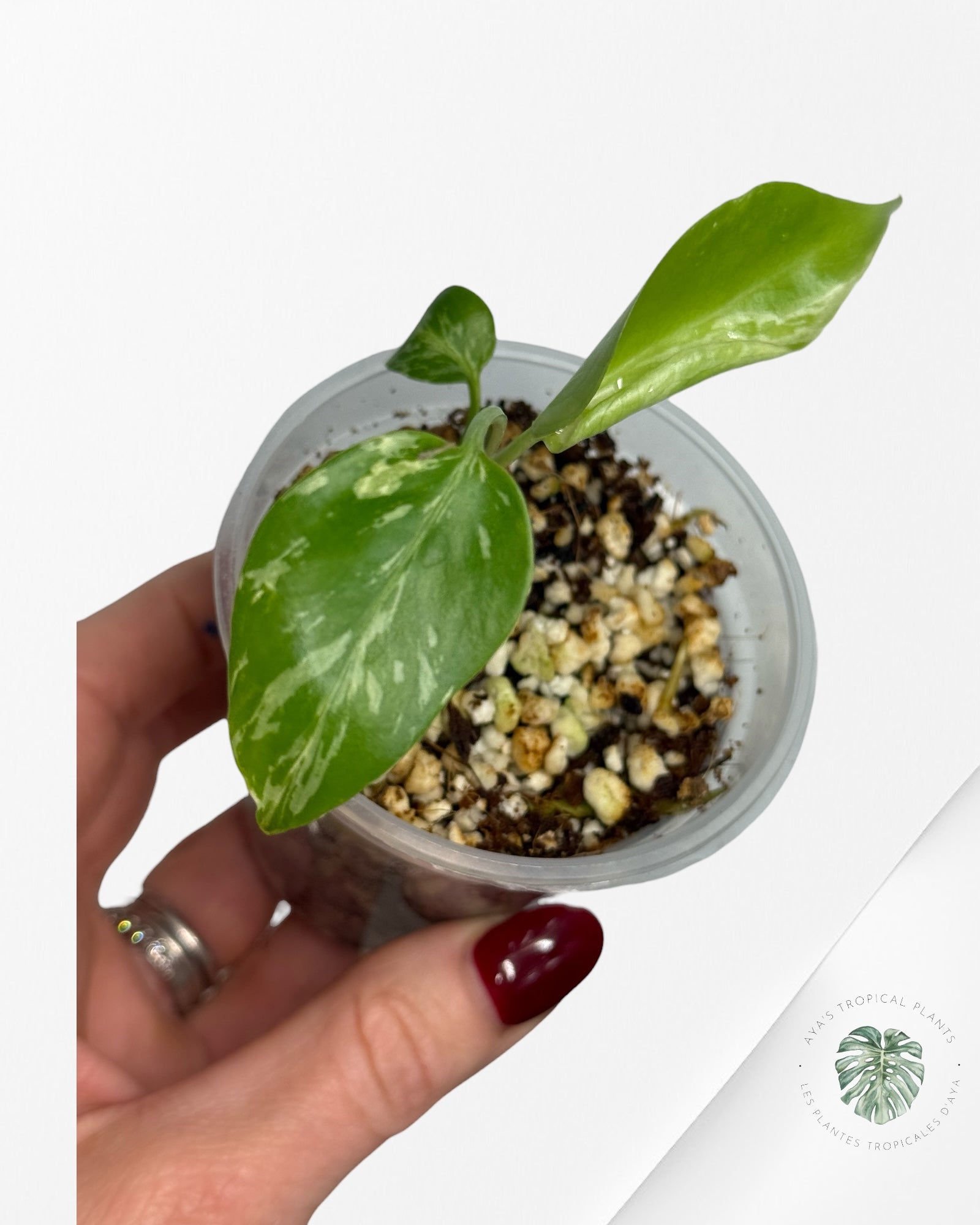 Monstera Deliciosa Bulbasaur | Rare TC Plant| Aya's Tropical Plants