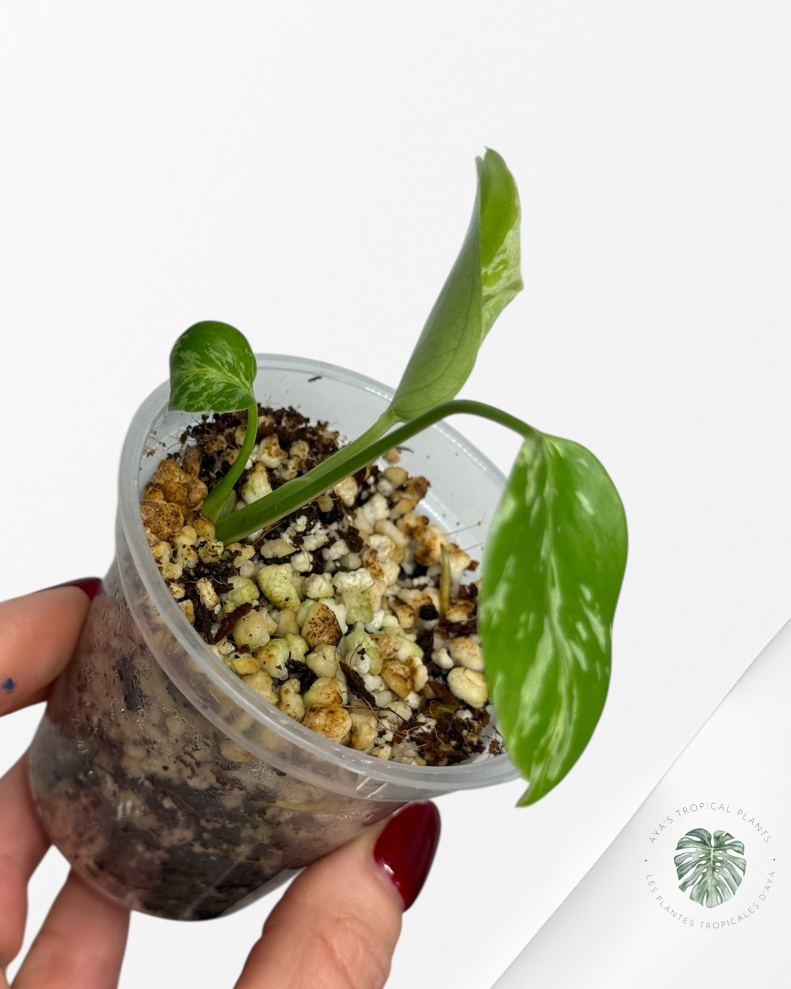 Monstera Deliciosa Bulbasaur | Rare TC Plant| Aya's Tropical Plants