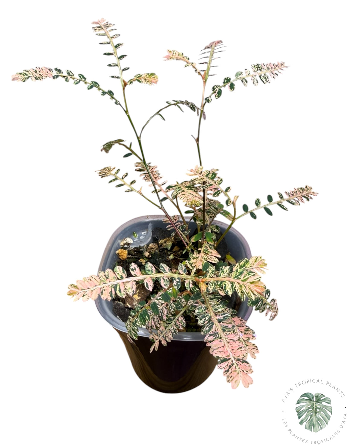 Phyllanthus urinaria 'Pink Variegated
