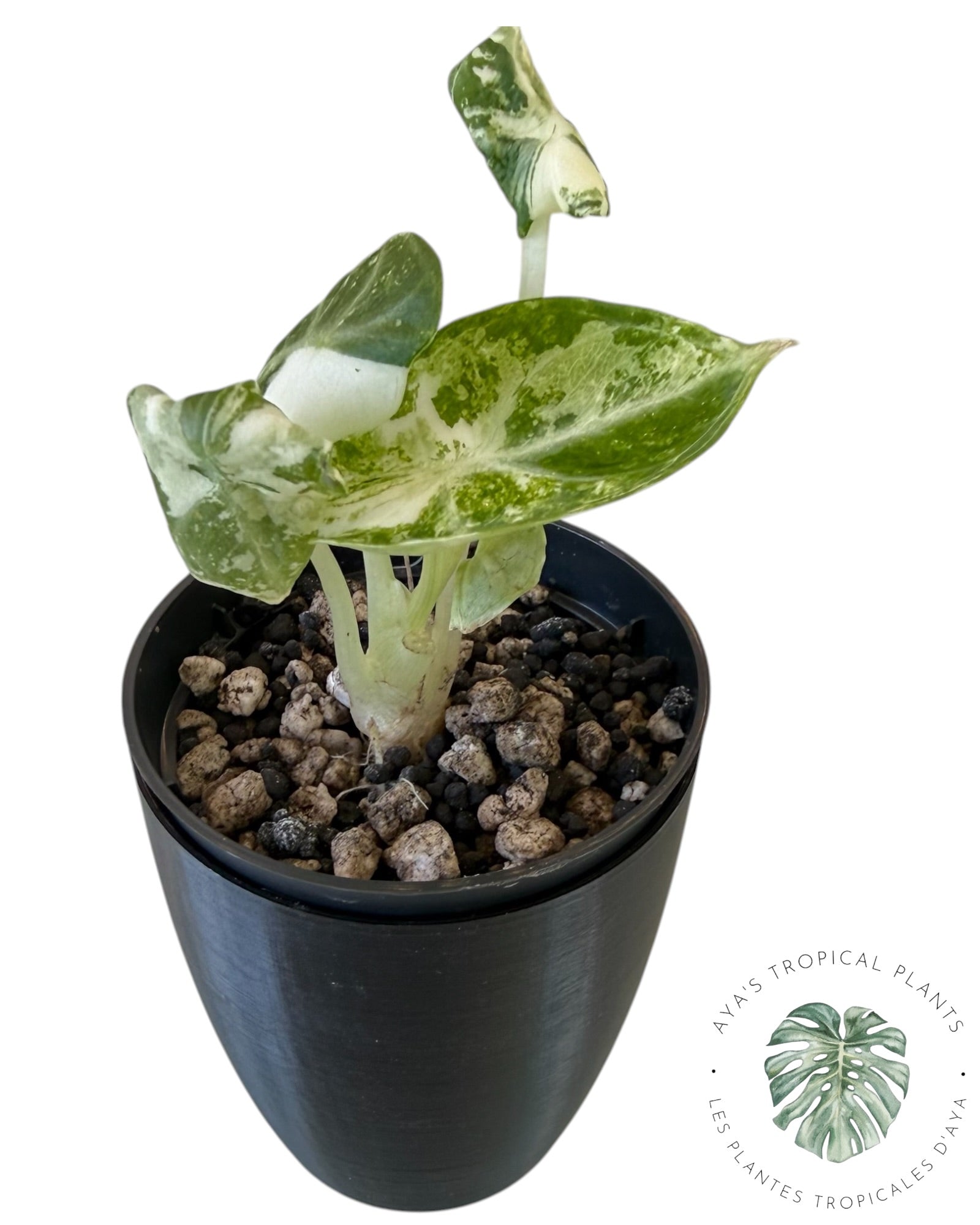 Alocasia Ninja Albo Variegated
