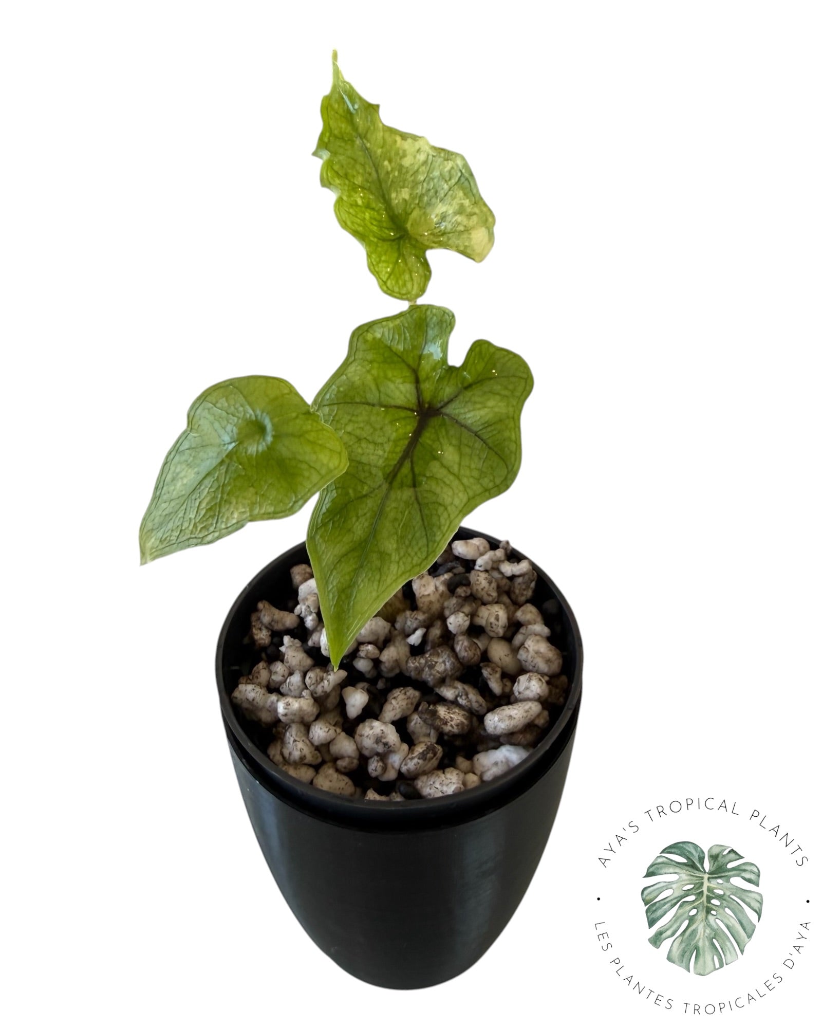 Alocasia Jacklyn Variegated (Grade A)