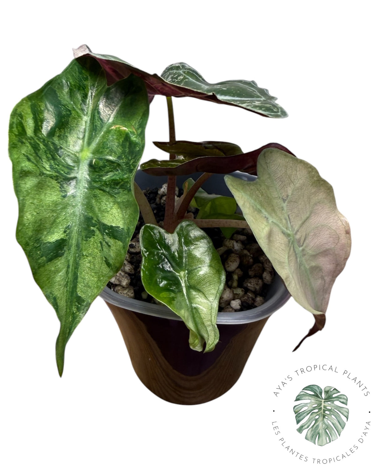 Alocasia Venom Pink Variegated Grade S | Premium Rare
