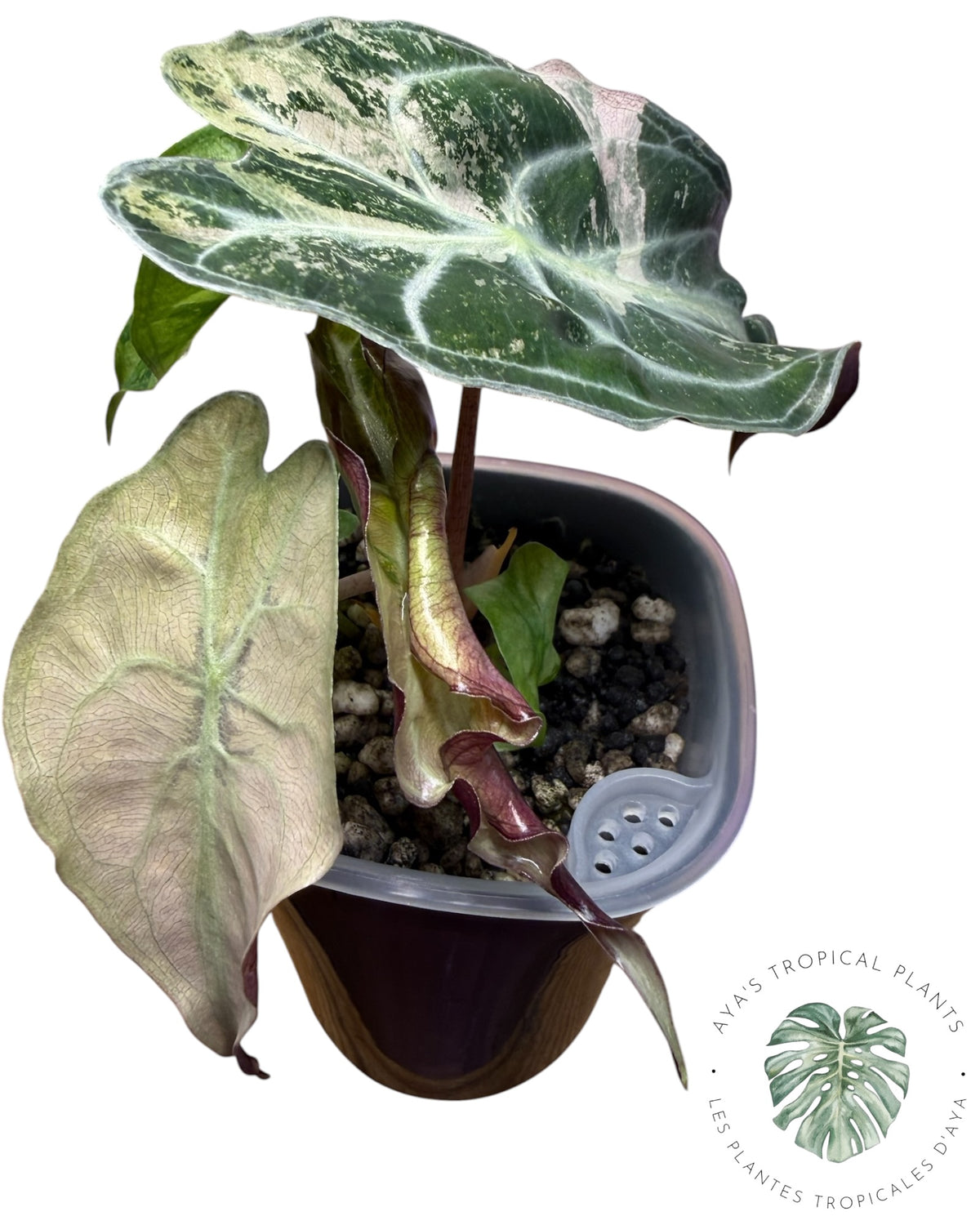 Alocasia Venom Pink Variegated Grade S | Premium Rare