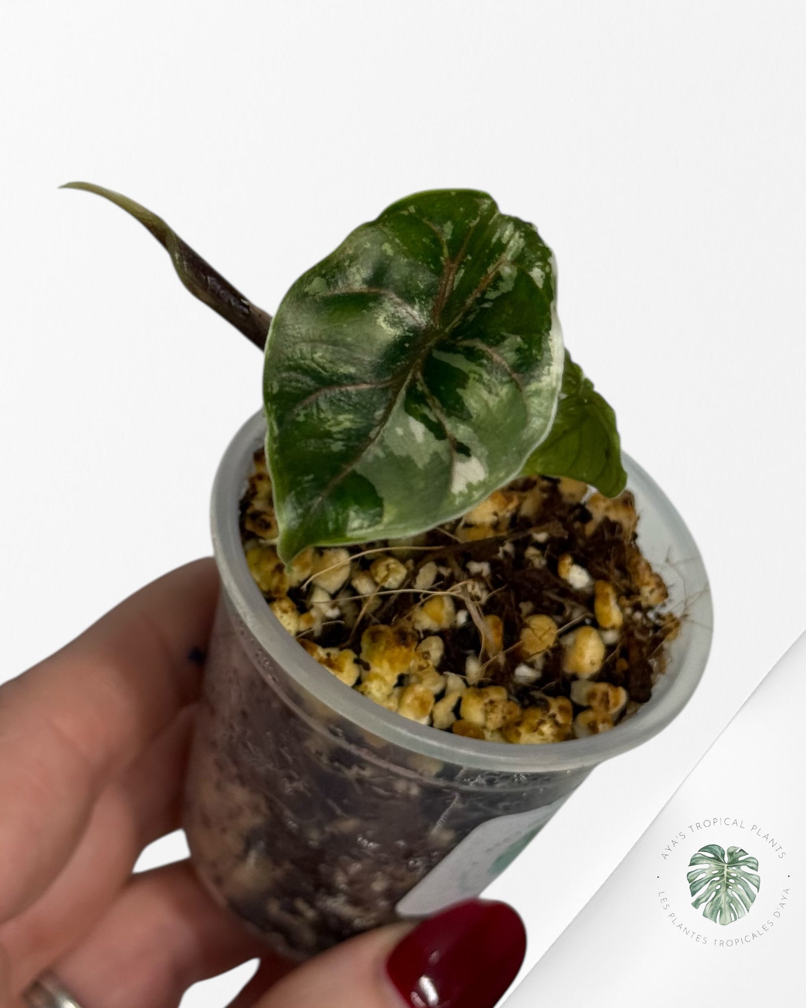 Alocasia Azlanii Variegated Pink| Rare TC Plant| Aya's Tropical Plants